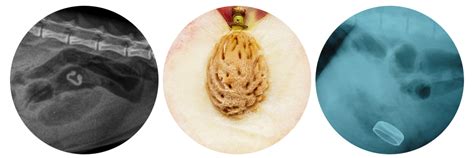 Röntgen psa s cudzím predmetom v tráviacom trakte