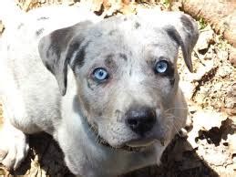 Pes s rozšírenými očami