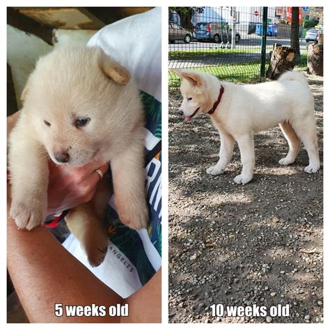 Akita Inu so svojou rodinou