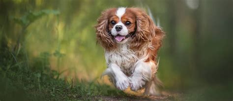 Starostlivosť o srsť Cavalier King Charles Španiel