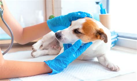 Pes v panike pri veterinárovi