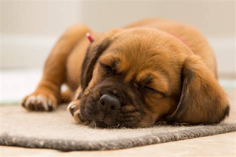 Unavený pes po očkovaní