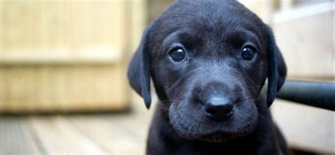 Zdravý pes pripravený na očkovanie