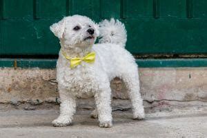 Pes so žltou stužkou na obojku