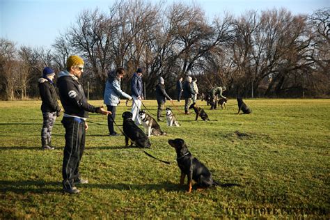 Ilustrácia rôznych žltých označení pre psov