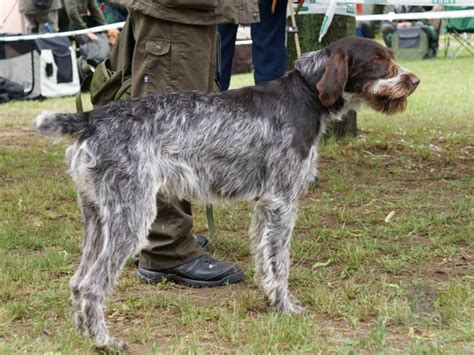 Pes český fúzač v prírode