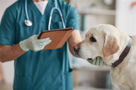 Pes s liekom od veterinára
