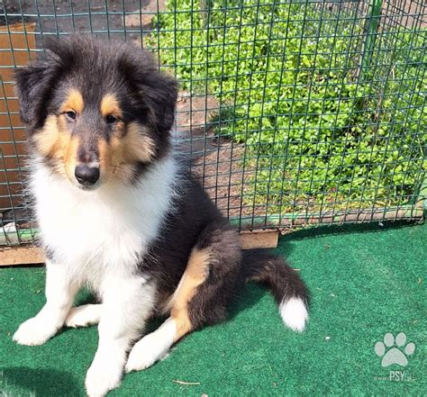 Šteniatko dlhosrstej kólie