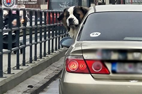 Pes bernardín v zasneženej krajine