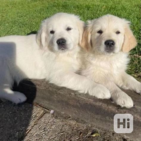 Šteniatko Zlatého retrívra