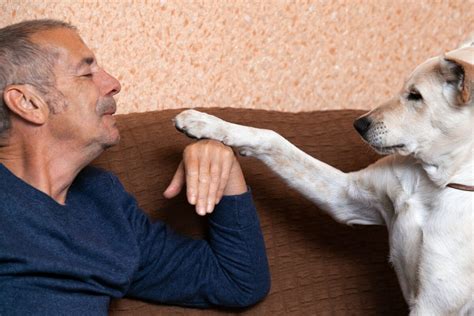 Pes si vykladá labku na ruku majiteľa