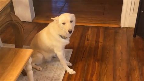 Pes schovaný pod stolom počas búrky