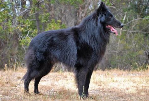 Belgický ovčiak Tervueren v pohybe