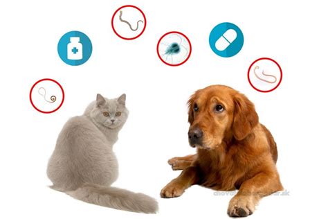 Ilustrácia psa a mačky pri veterinárnom vyšetrení