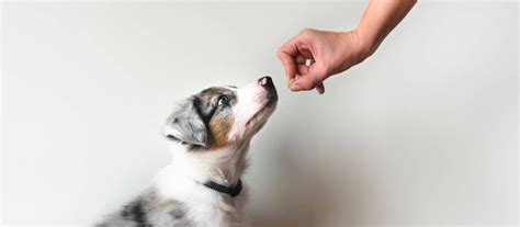 Základné povely pre psa