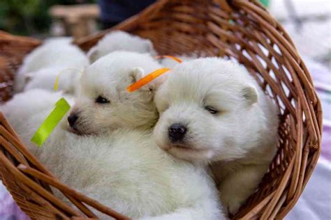 Ilustračné foto šteniatka