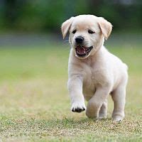 Šteniatko labradora retrievera