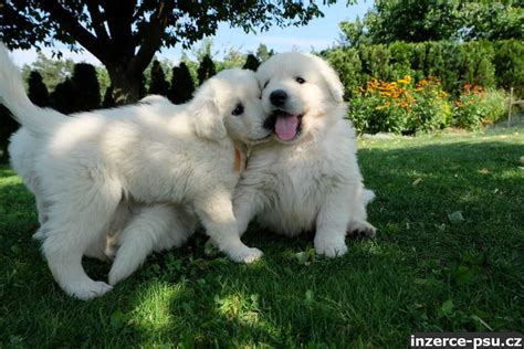 Detail hlavy slovenského čuvače s tmavýma očima