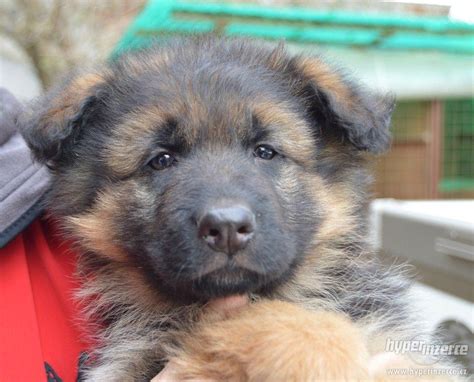 Finančná náročnosť chovu nemeckého ovčiaka