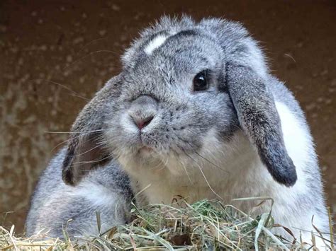 Ilustračná schéma dávkovania krmiva pre rôzne plemená králikov