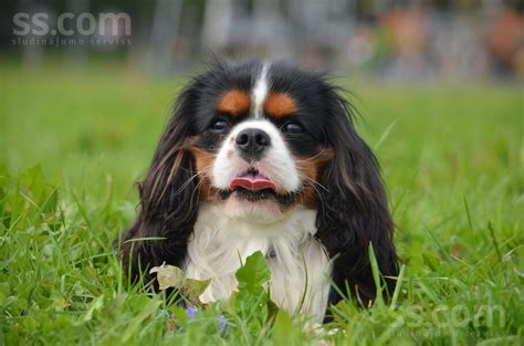 Šteňa Kavaliera King Charles Španiela pri výcviku