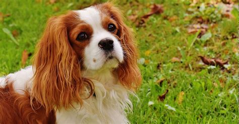 Koláž štyroch farebných variantov Kavaliera King Charles Španiela