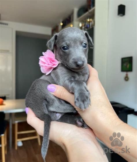 Taliansky chrtík - šteniatko