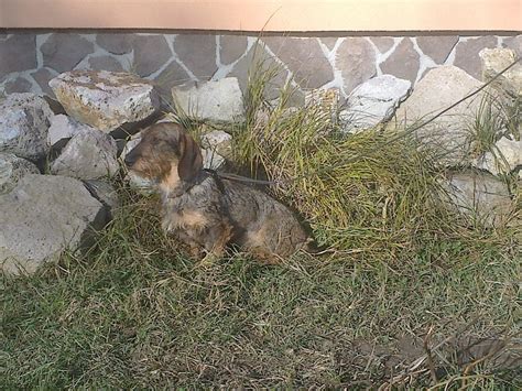 Jazvečík pri práci