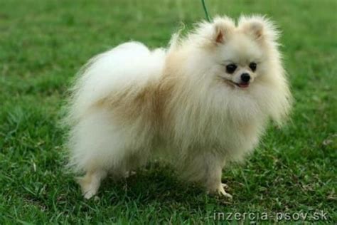 Pomeranian s bohatou srsťou
