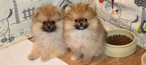 Pomeranian v byte