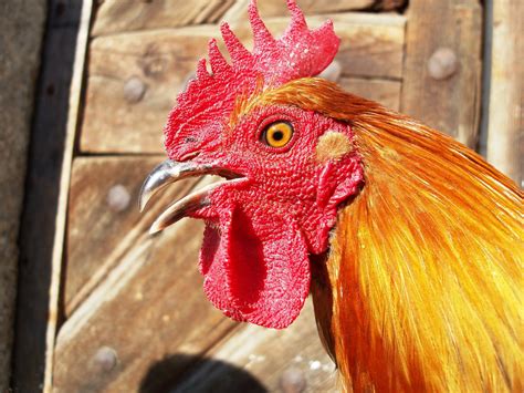 Detail hlavy východosibírskej lajky