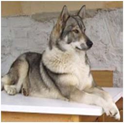 Východosibírska lajka s majiteľom