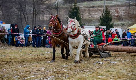 Rôzne typy ťažných koní