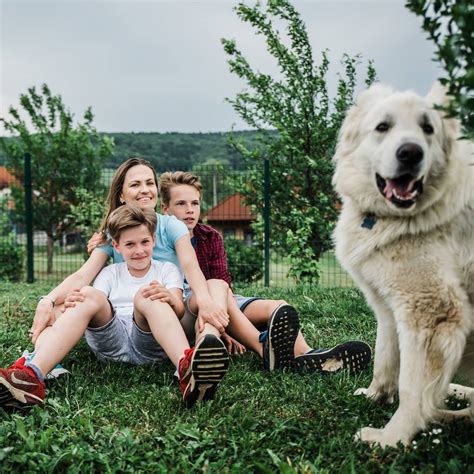 Šteniatka hrajúce sa v bezpečnom prostredí