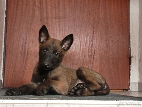 Šteniatko belgického ovčiaka