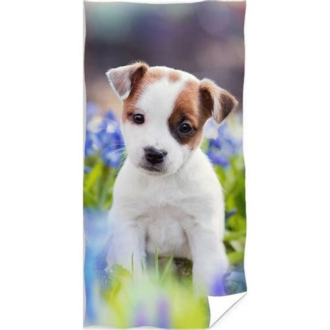 Šteniatko spoznáva svet