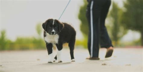 Pes a jeho majiteľ na prechádzke