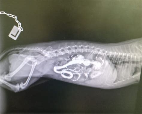 Schéma lineárneho cudzieho telesa v tráviacom trakte psa