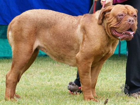 História plemena Bordeauxská doga