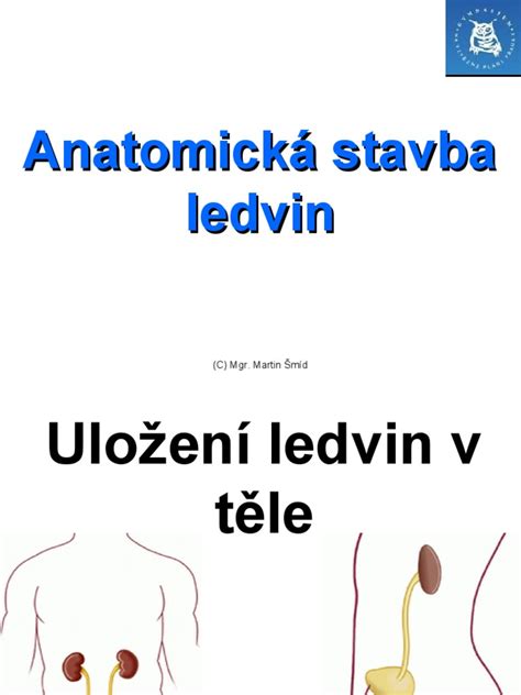 Anatomická stavba Bordeauxskej dogy