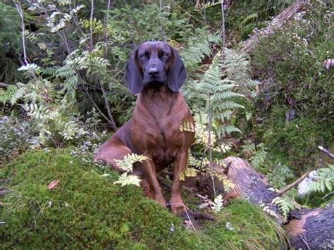 Pes bavorského farbiara na prechádzke v lese