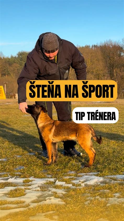 Ilustrácia ako naučiť psa povel sadni