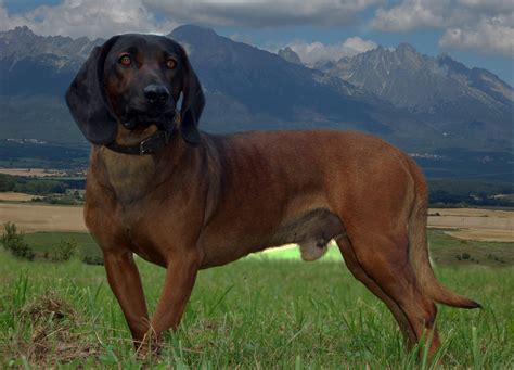 Rodokmeň plemena bavorský farbiar
