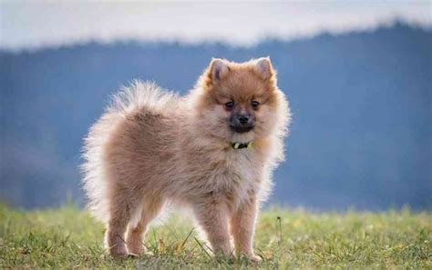 Špic s typickým golierom a chvostom