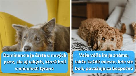Pes prejavuje náklonnosť