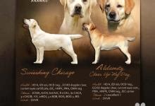 Ilustrácia histórie pôvodu zlatého retrievera a labradorského retrievera