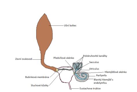 Schéma vnútorného ucha psa