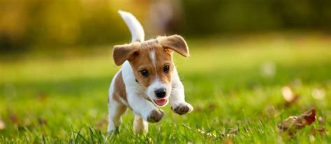 Šteniatko Jack Russell teriéra hrajúce sa vonku.