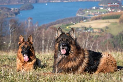 Chovateľská stanica nemeckých ovčiakov Dlhá Roveň