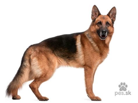 Pes nemecký ovčiak